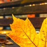 淚成河，喚母歸(全集)